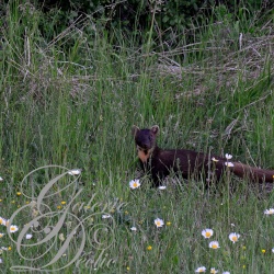 Patrick-Animaux de Meuse